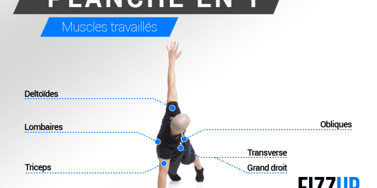 Les muscles sollicités par la planche en T