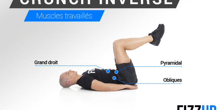 Crunch inversé les muscles sollicités