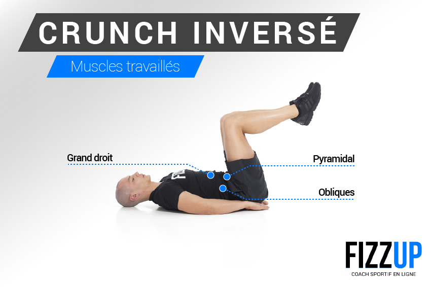 Crunch inversé les muscles sollicités